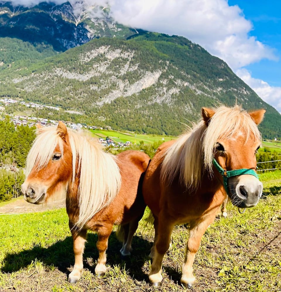 Animals