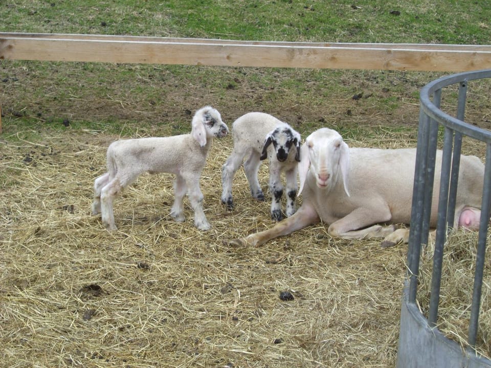 Animals