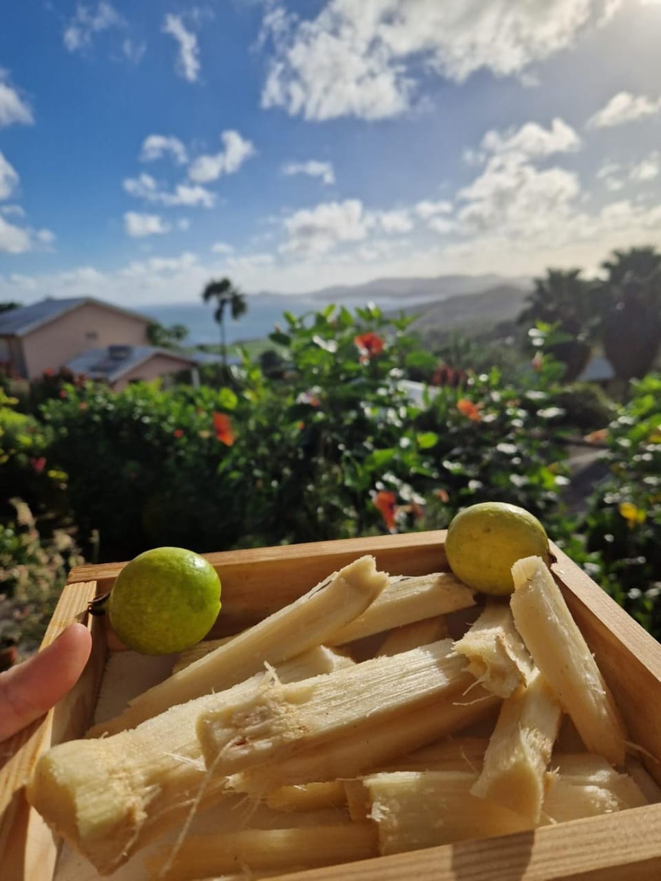 Natural landscape, Food and drinks, Food