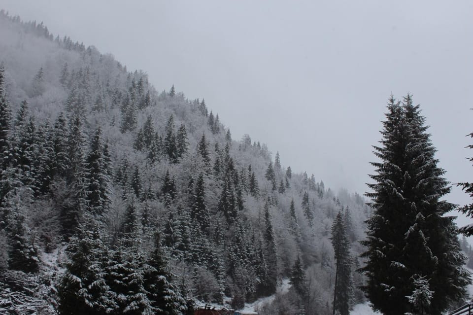 Căsuța de lângă pădure Bed and Breakfast in Brașov County