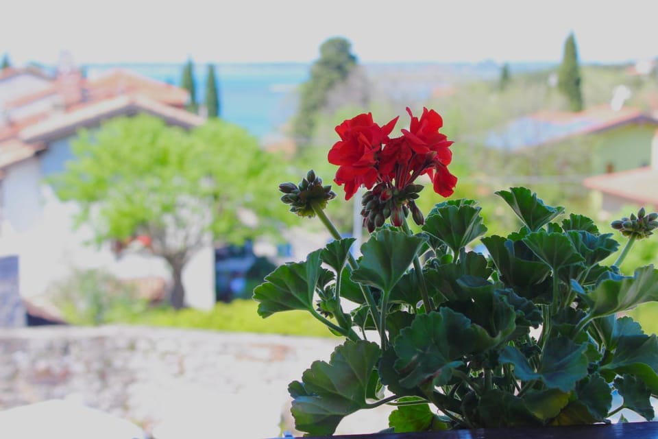 Affittacamere Il Veliero Bed and Breakfast in Friuli-Venezia Giulia