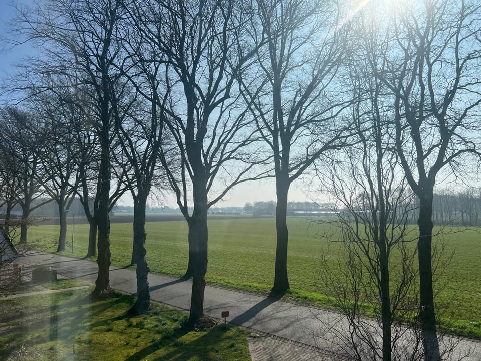 Garden view