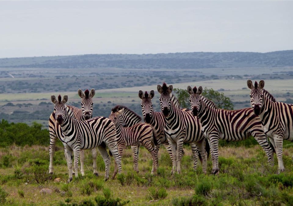 Natural landscape, Garden, Animals, Animals, On site, Garden view