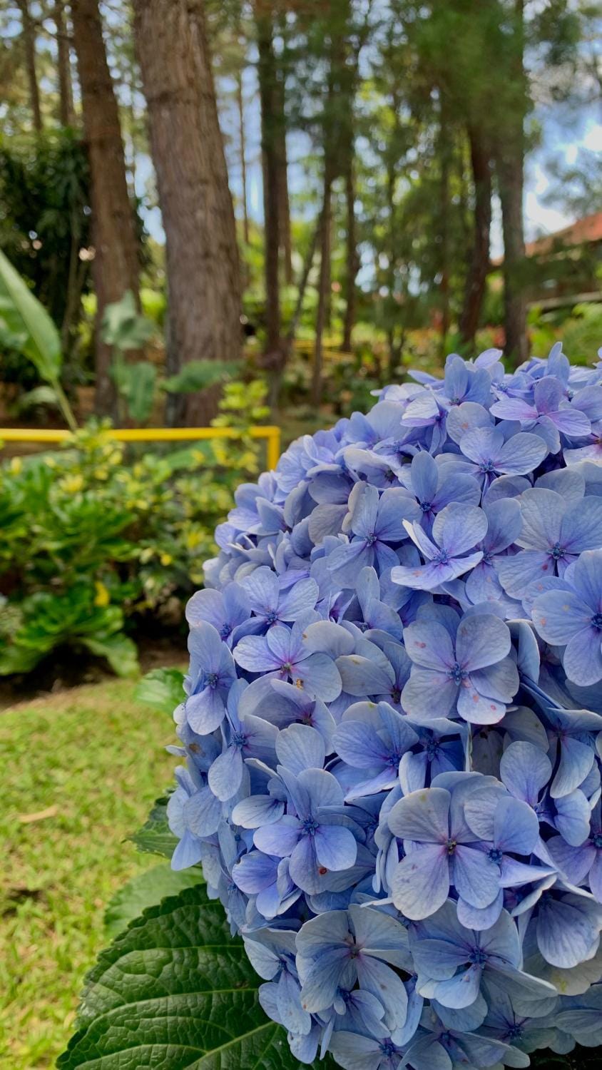 Natural landscape, Garden