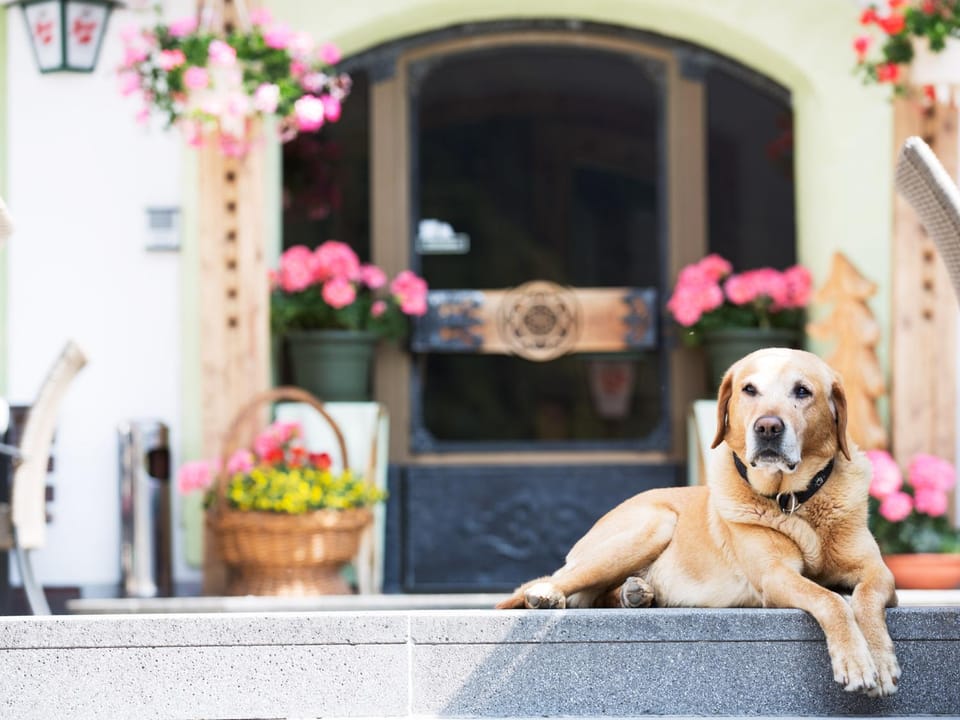 Facade/entrance, Pets