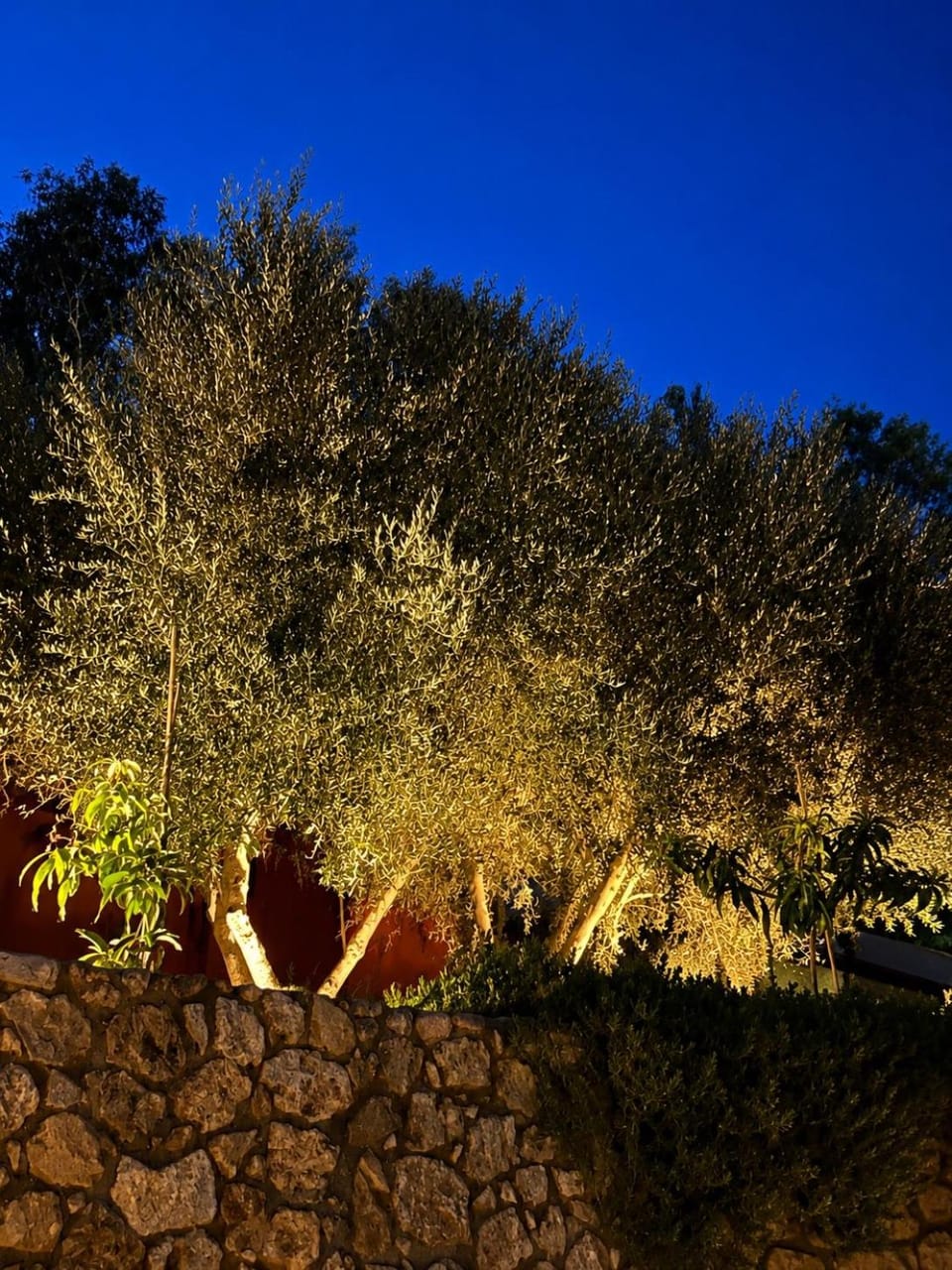 Night, Garden
