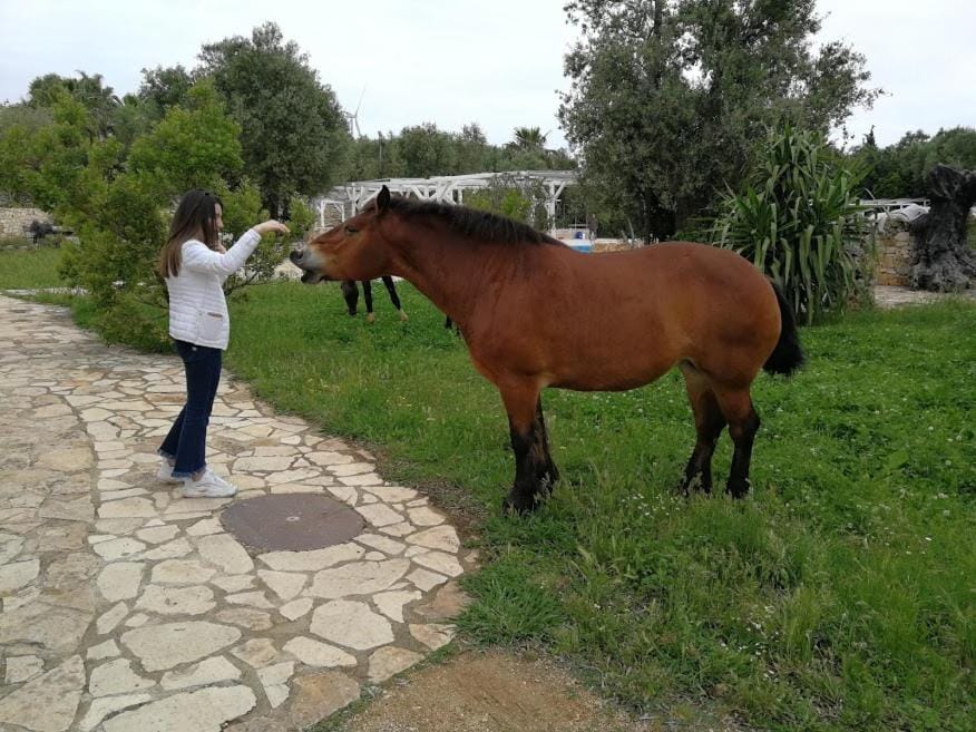 Garden, Horse-riding, Animals