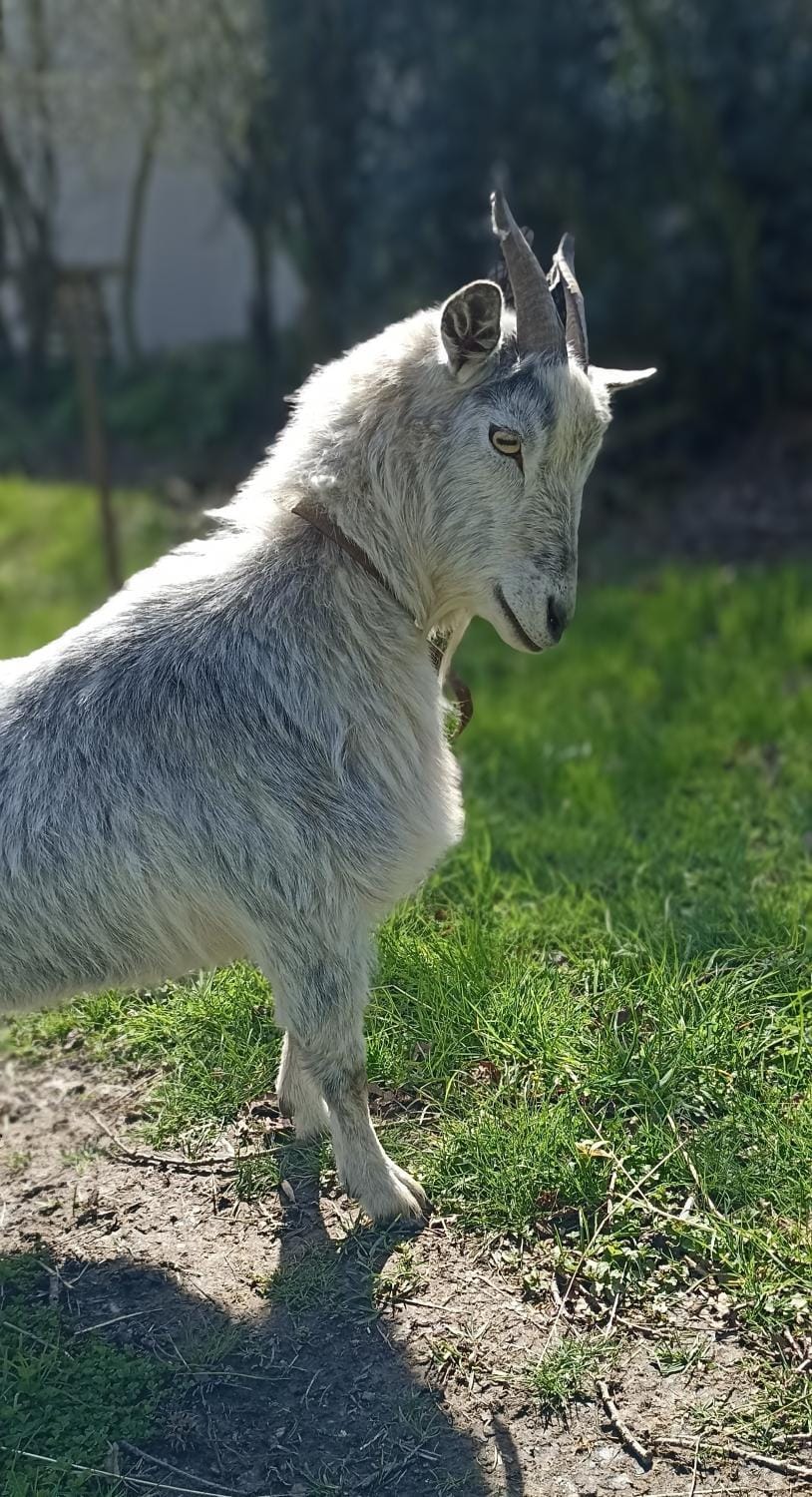 Garden, Garden, Animals, Animals, Pets, Pets, children, children, Family, Family