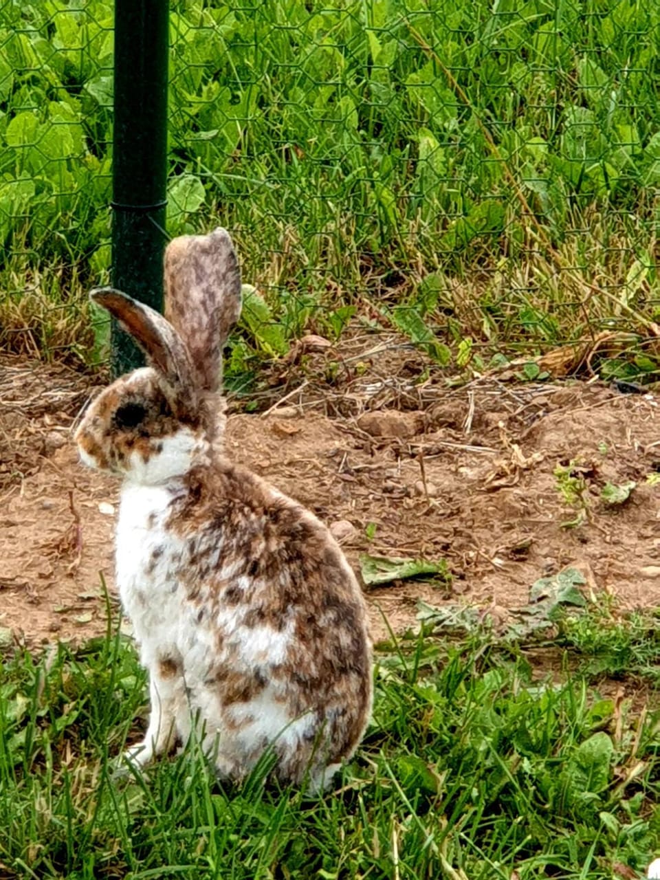 Ramunes sodyba Country House in Lithuania