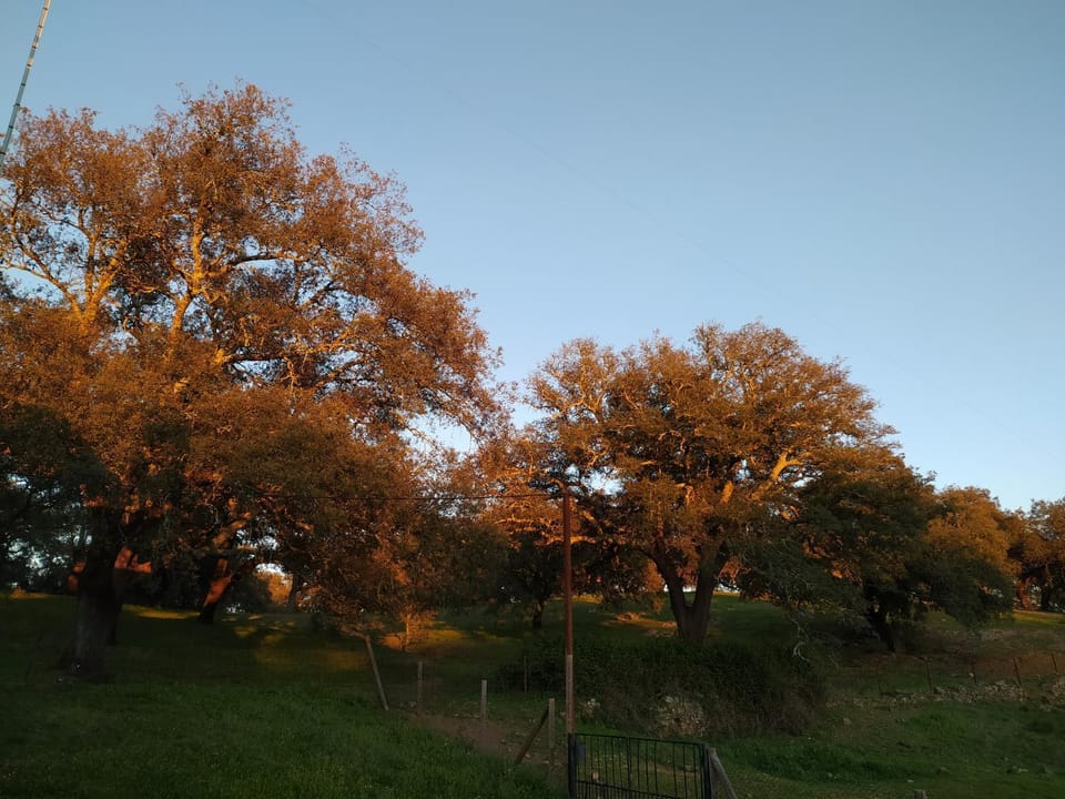 Garden, Mountain view