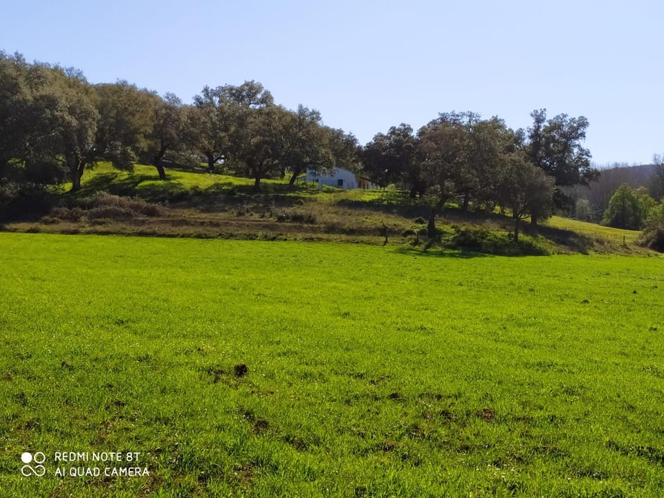 Property building, Natural landscape, Garden