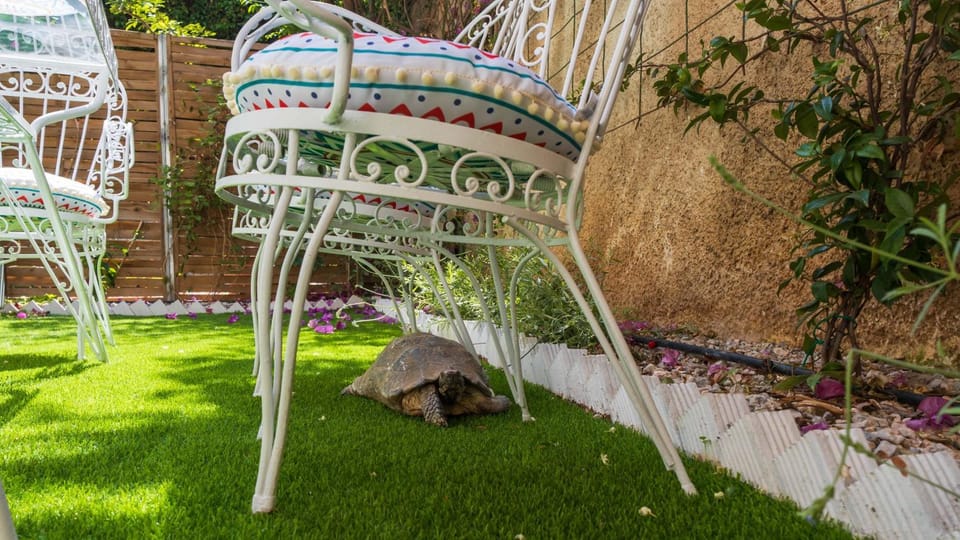Garden, Garden, Pets