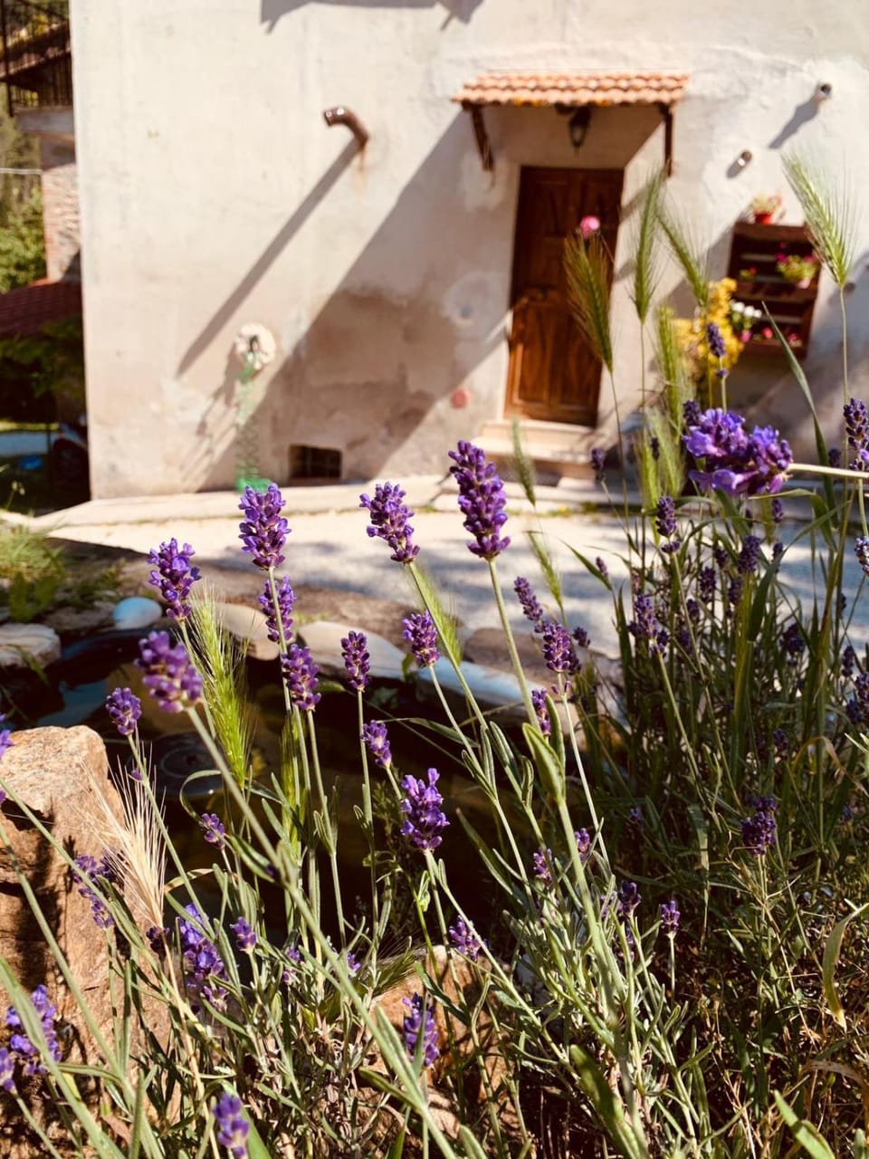 Spring, Day, Garden