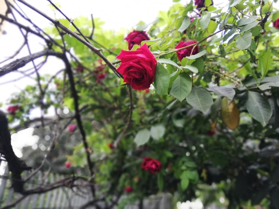 Spring, Garden, Garden view