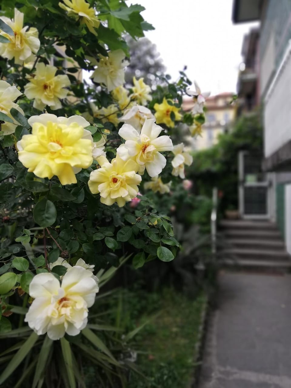 Spring, Garden, Garden view