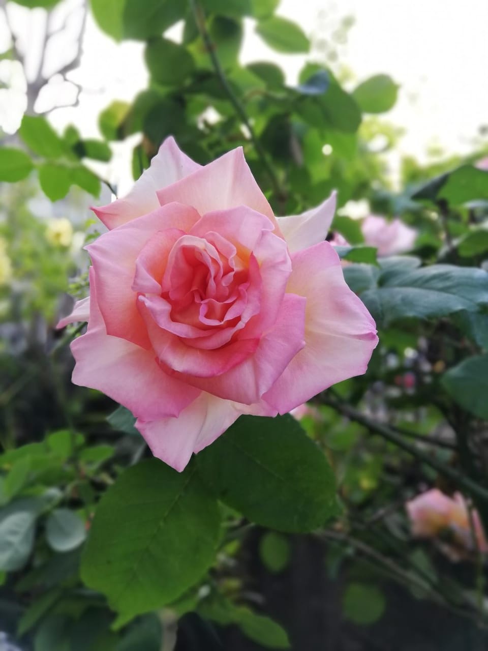 Spring, Day, Garden, Garden view