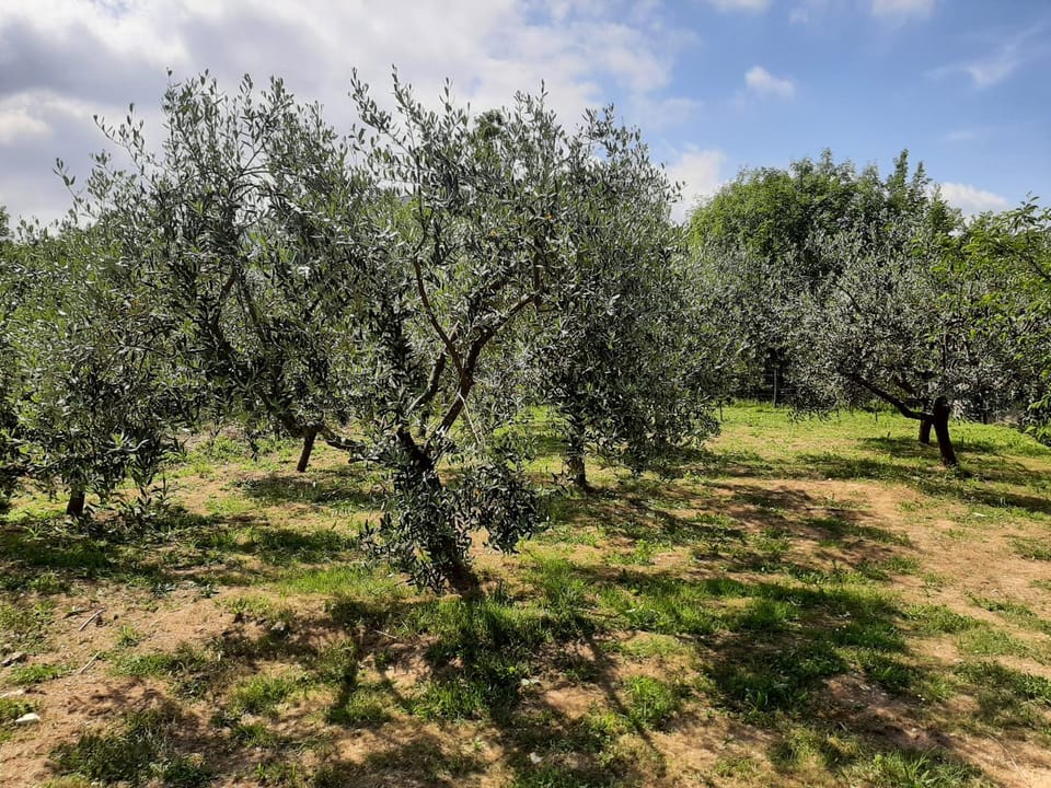 Spring, Natural landscape, Garden, Garden view