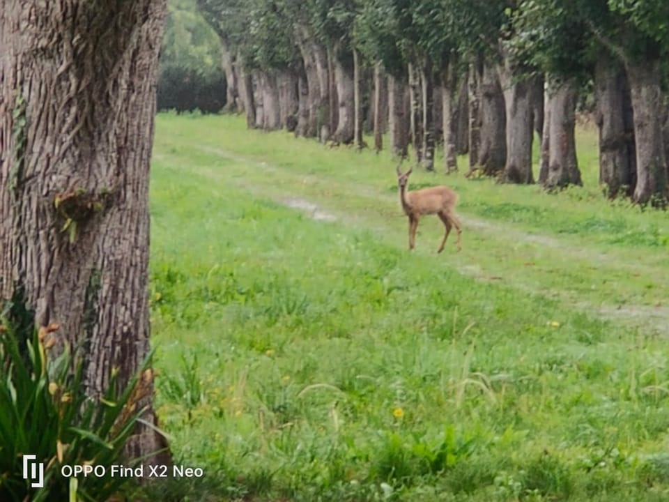 Domaine du Manoir de Vains Bed and Breakfast in Normandy
