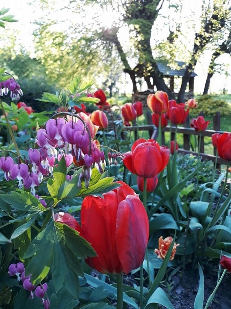 Natural landscape, Garden, Garden view