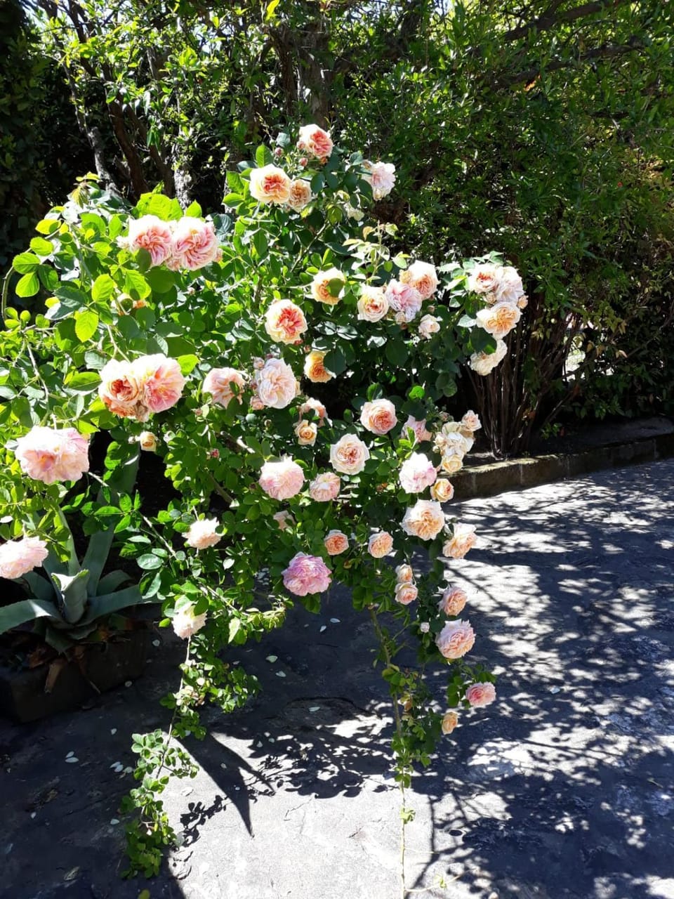 Spring, Garden