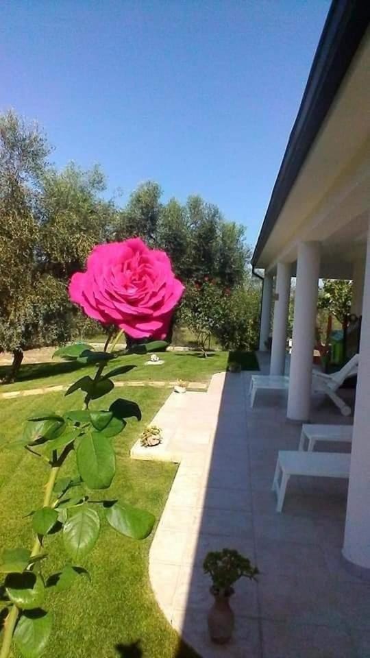 Property building, Garden, sunbed