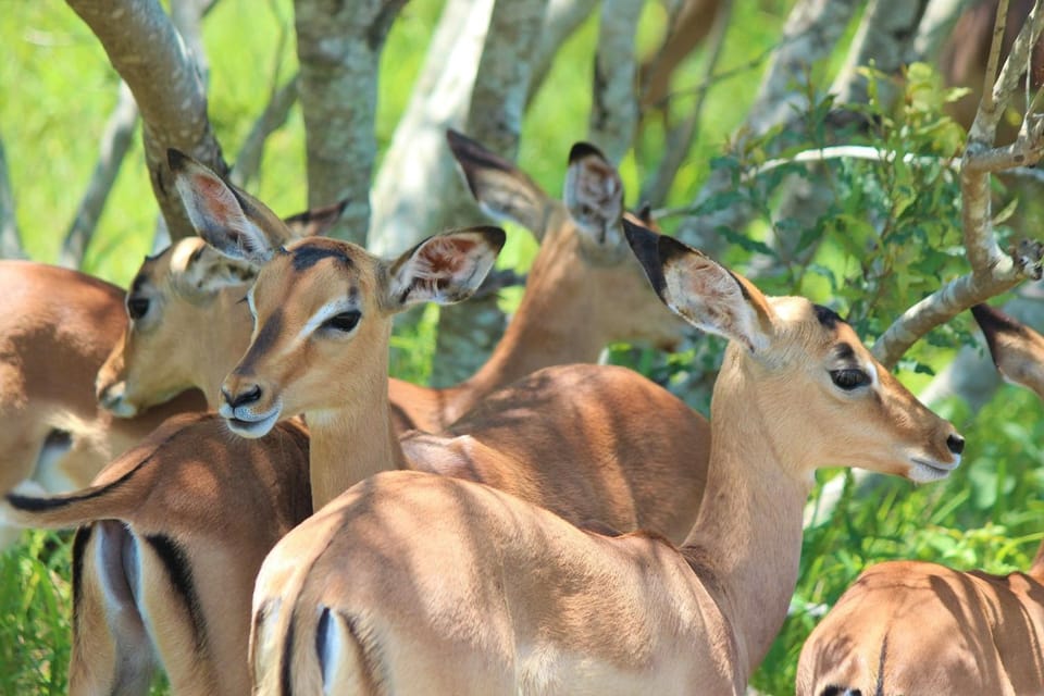 Animals