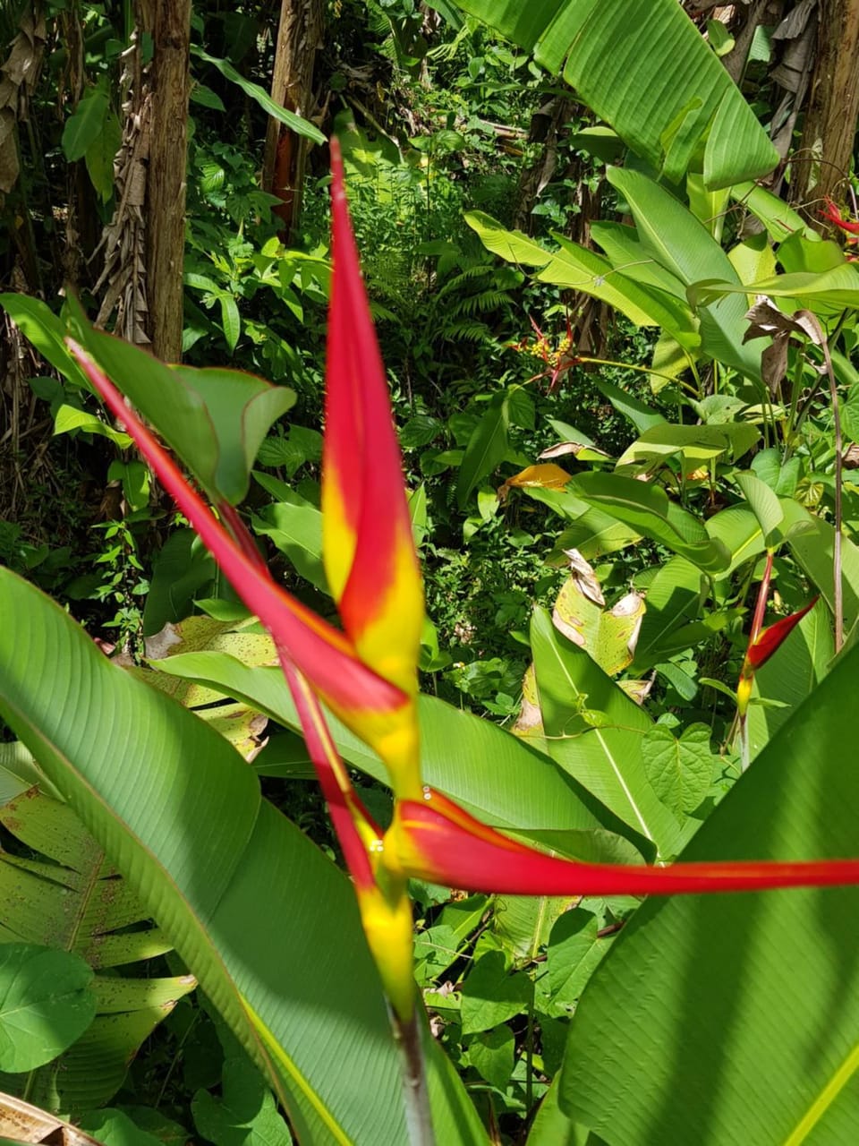 Garden view