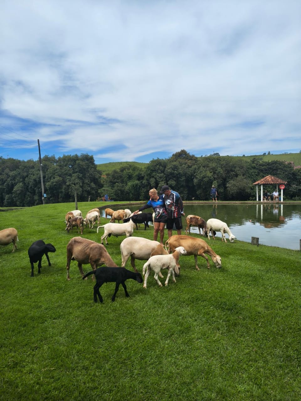 Natural landscape, Animals, group of guests