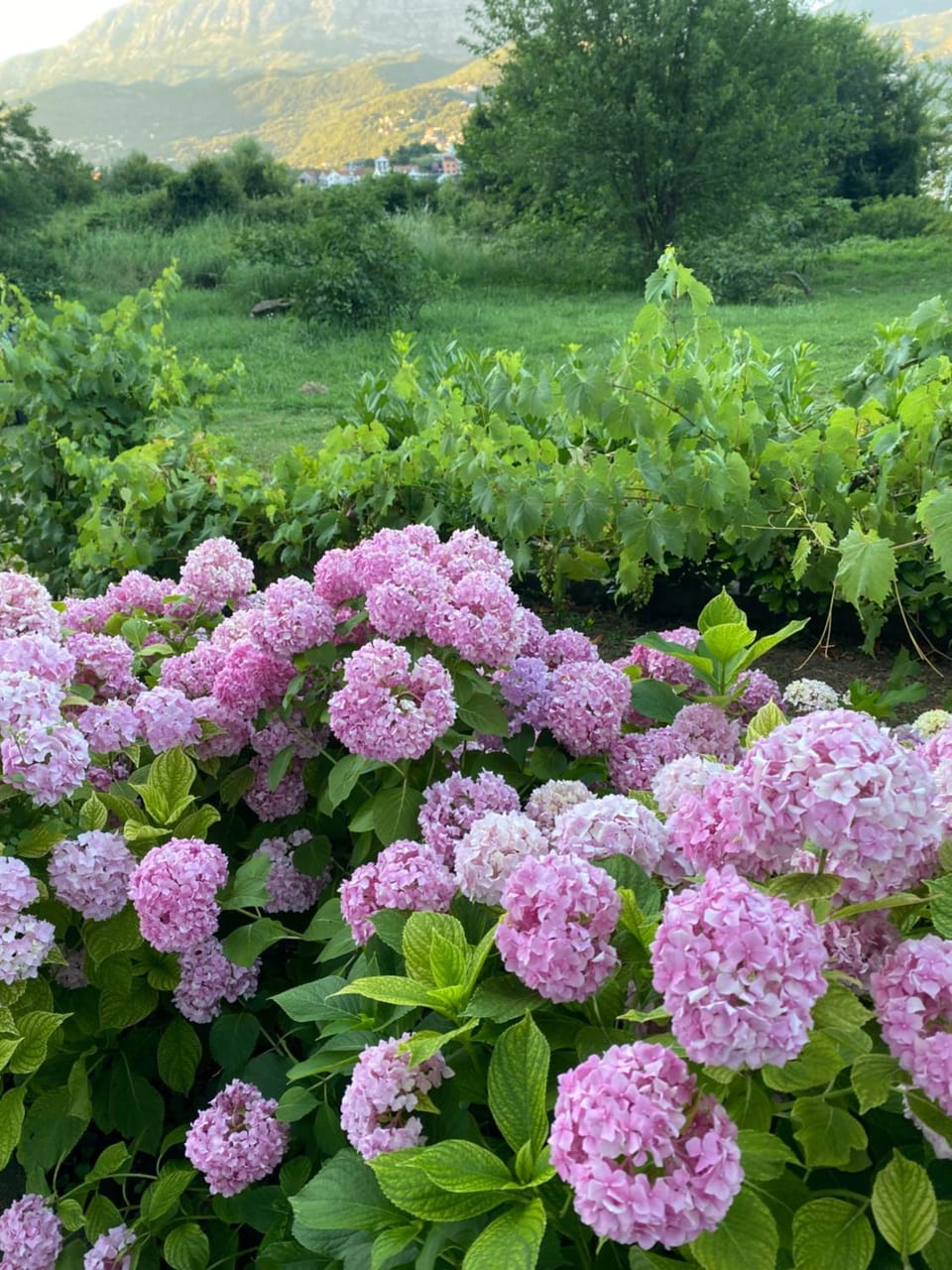 Apartmani Dragana Apartment in Dubrovnik-Neretva County