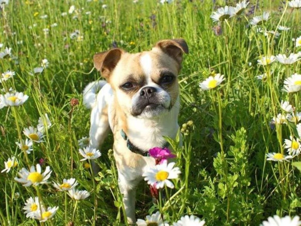 Natural landscape, Pets, Pets