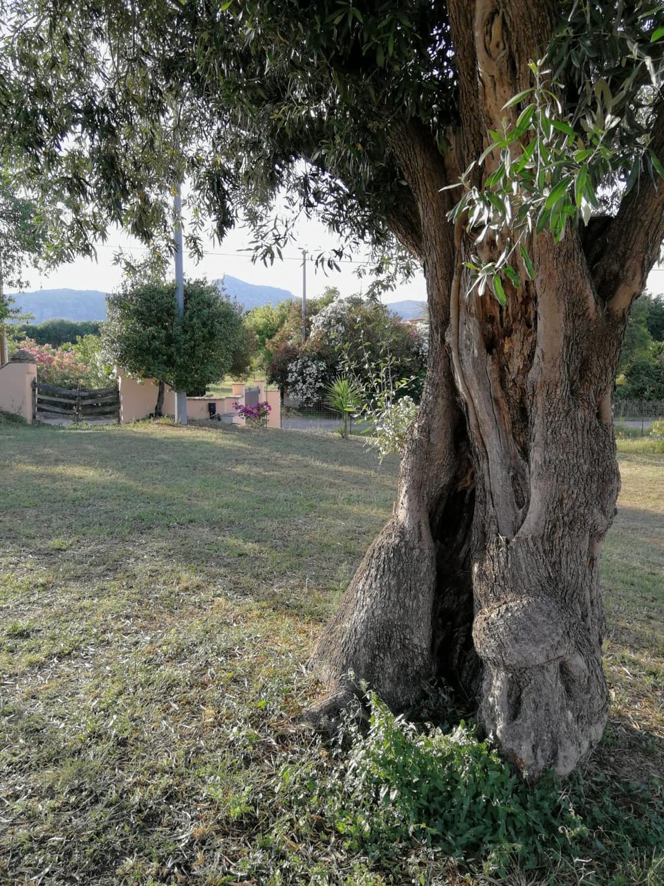 I due Ulivi - strada per La Caletta Country House in Sardinia