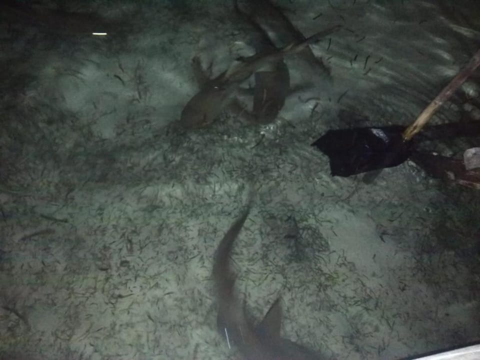 Night, Animals