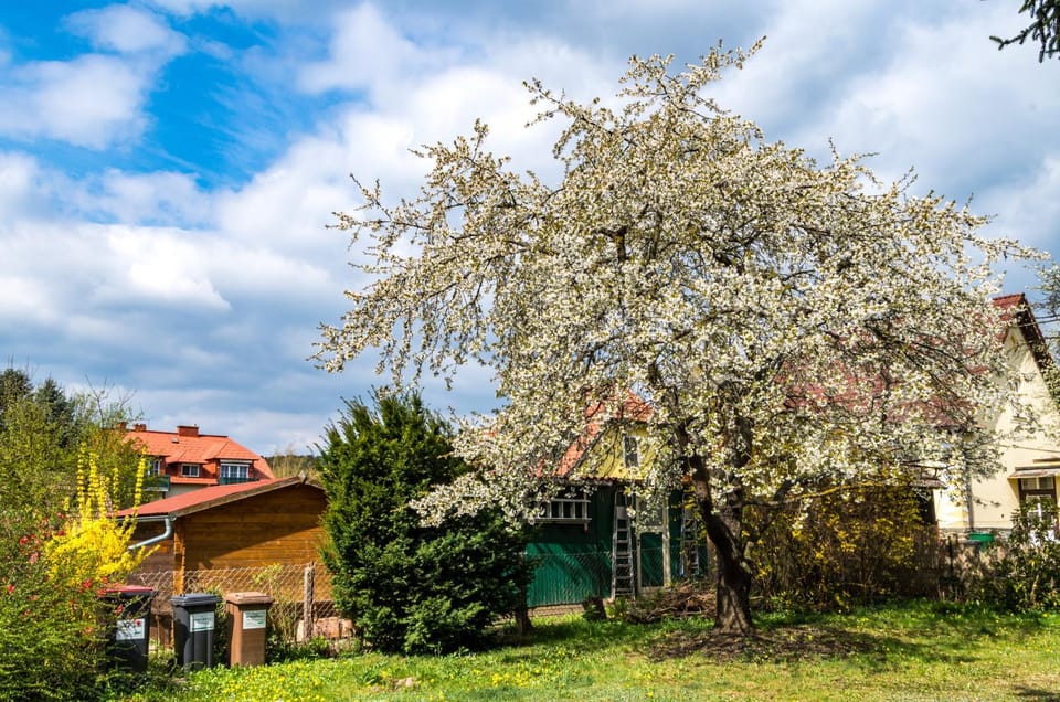 Spring, Summer, Garden, Garden