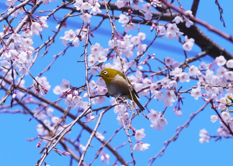 Spring, Summer, Garden, Garden, Animals, Animals, On site, Garden view, Garden view