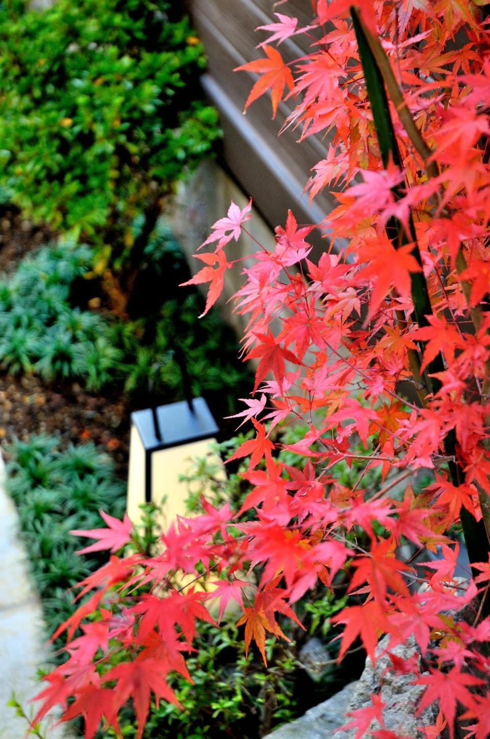 Spring, Day, Garden, Garden view