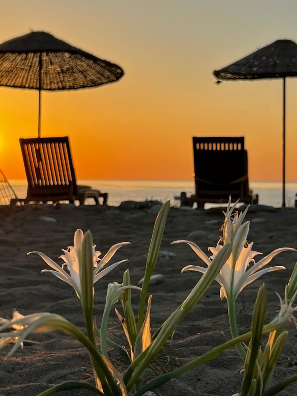 Beach, Sea view, Sunrise, sunbed