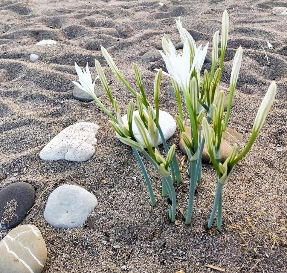Day, Beach