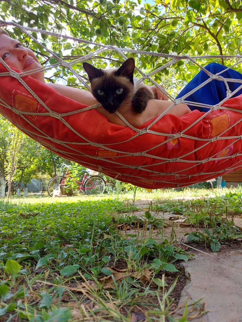 Day, Garden, Animals