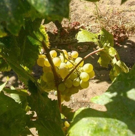 Lumbarda Driftwood Apartment in Dubrovnik-Neretva County