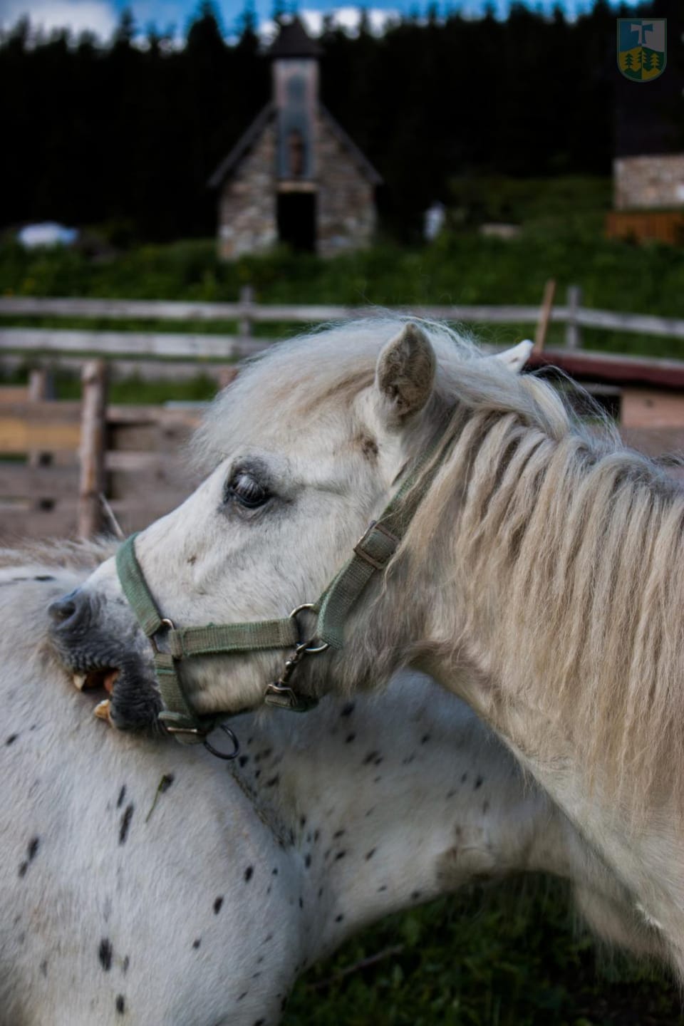 Off site, Animals