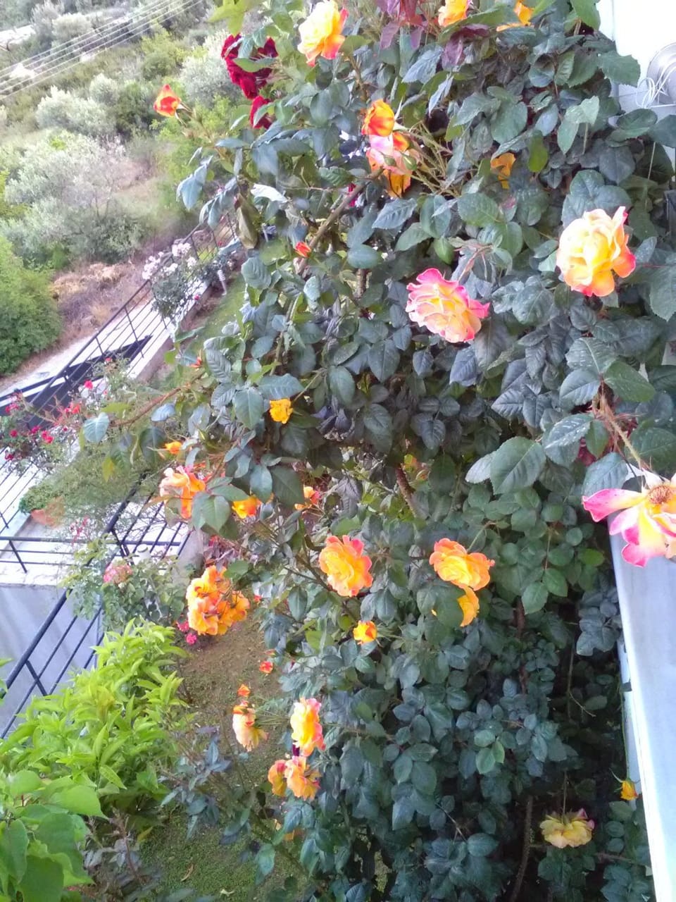 Garden, Garden, Garden view