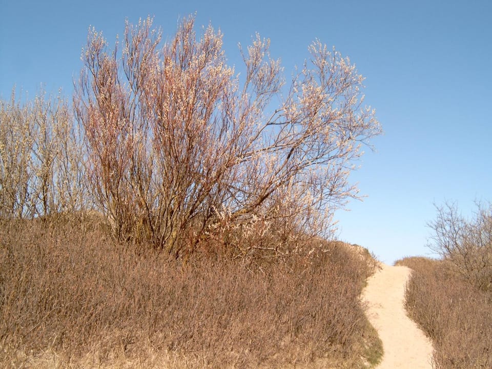 Ferienhäuschen House in Mecklenburg-Vorpommern, Germany