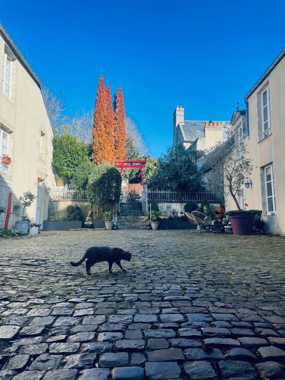 Garden, Pets, Garden view