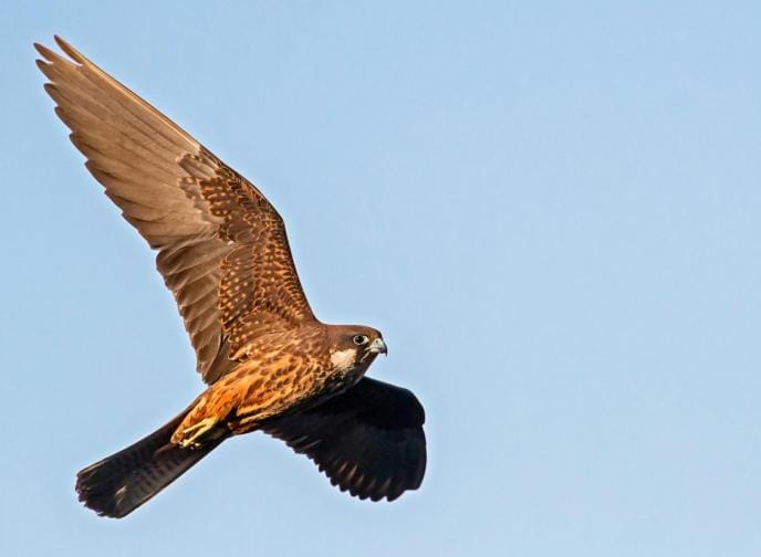 Logo/Certificate/Sign