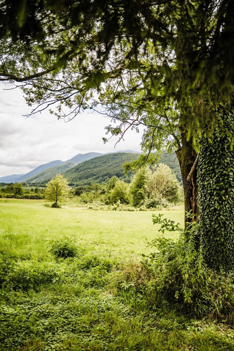 Natural landscape, Garden view, Mountain view