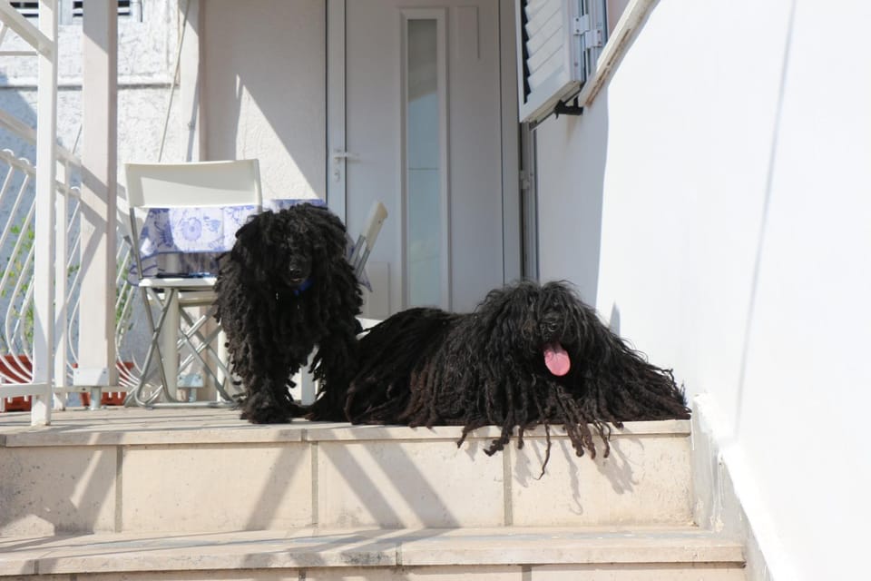 Pets