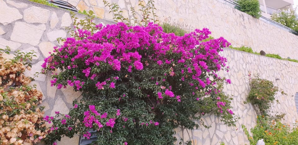 La terrazza di monaco Apartment in Cap-d'Ail