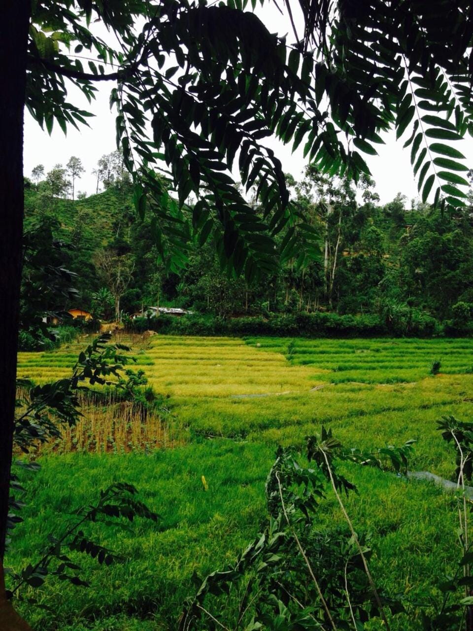 Day, Natural landscape, Garden view