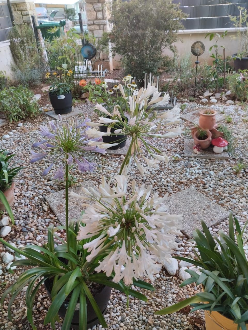 Garden view