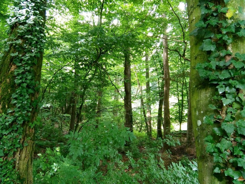 Natural landscape